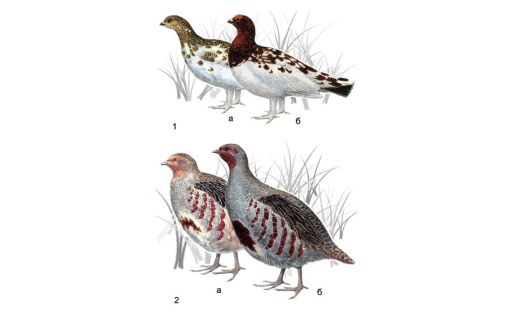 Куропатки: 1 —куропатка белая (Lagopus lagopus); 2 —куропатка серая (Perdix perdix); а — самки, б— самцы