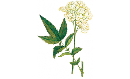 Лабазник вязолистный (Filipendula ulmaria)