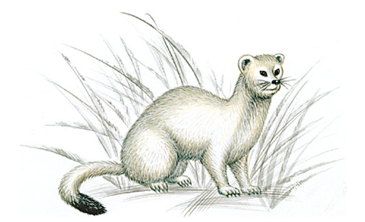 Горностай (Mustela erminea)