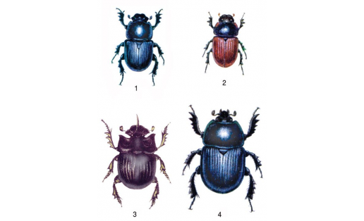 Навозники: 1 — афодий копающий (Aphodius fossor); 2 — афодий краснокрылый (Aphodius fimetarius); 3 — копр лунный (Copris lunaris); 4 — навозник обыкновенный (Geotrupes stercorarius)