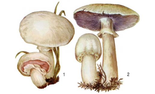 Шампиньоны:1 — шампиньон обыкновенный (Agaricus campester); 2 — шампиньон полевой (Agaricus arvensis)