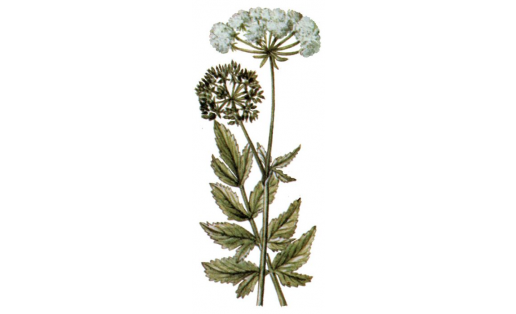 Киңъяпраҡ шәкәрле тамыр (Sium latifolium)