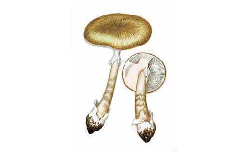 Бледная поганка (Amanita phalloides)