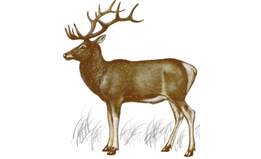 Марал (Cervus elaphus)