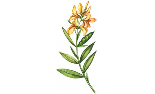 Дрок красильный (Genista tinctoria)