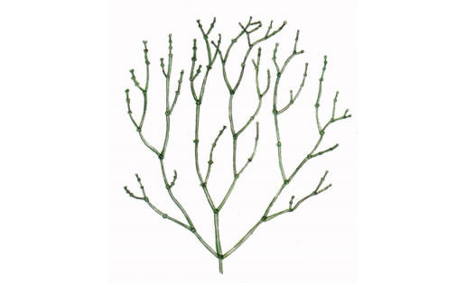 Хара нитевидная  (Chara filiformis)