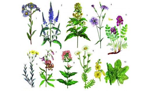 Декоративные растения: 1 — астра ромашковая (Aster amellus); 2 – вероника длиннолистная (Veronica longifolia); 3 – вербейник обыкновенный (Lysimachia vulgaris); 4 – гвоздика пышная (Dianthus superbus); 5 — копеечник крупноцветковый (Hedysarum argyrophyllum); 6 — лён желтый (Linum flavum); 7 – лилия саранка (Lilium pilosiusculum); 8 – мыльнянка лекарственная (Saponaria officinalis); 9 — пиретрум щитковый (Pyrethrum corymbosum); 10 – шток‑роза морщинистая (Alcea rugosa) Dekorative plants: 1 – European Michaelmas-daisy (Aster amellus); 2 – garden speedwell (Veronica longifolia); 3 – yellow loosestrife (Lysimachia vulgaris); 4 – fringed pink (Dianthus superbus); 5 – Hedysarum argyrophyllum; 6 – golden flax (Linum flavum); 7 – martagon lily (Lilium pilosiusculum); 8 – common soapwort (Saponaria officinalis); 9 – Pyrethrum corymbosum; 10 – hollyhocks (Alcea rugosa)