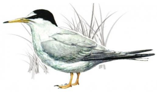 Крачка малая (Sterna albifrons)