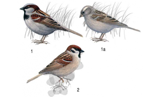 Ткачиковые: 1 — воробей домовый (Passer domesticus), самец, 1а — то же, самка; 2 — воробей полевой (Passer montanus)