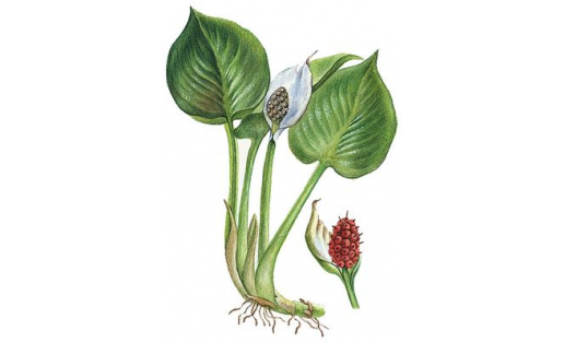 Һаҙҡанат (Calla palustris)