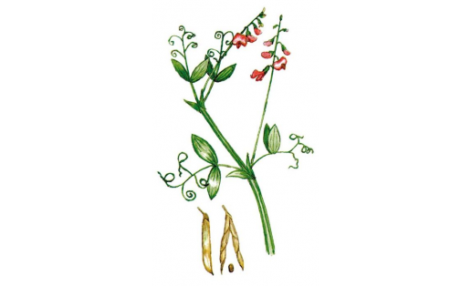 Чина Литвинова  (Lathyrus litvinovii)
