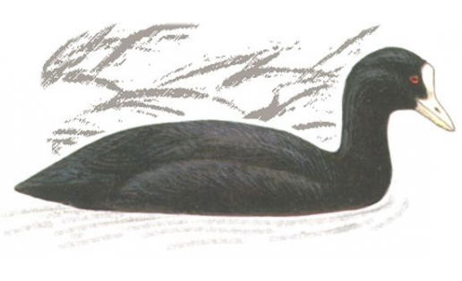 Ҡашҡабаш (Fulica atra)