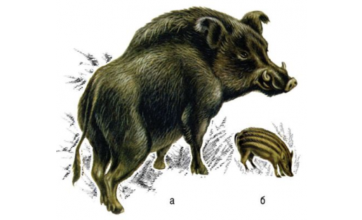 Ҡабан (Sus scrofa): а – ата ҡабан; б – балаһы