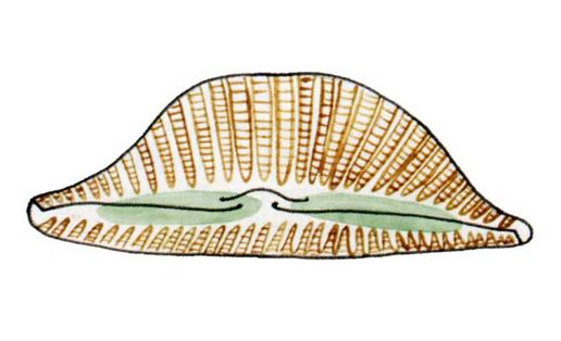 Cкворцов Цимбеллаһы (Cymbella skvortzowii)