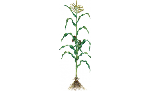 Кукуруз (Zea mays)
