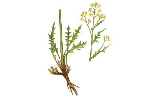 Стеригма войлочная (Sterigmostemum tomentosum)