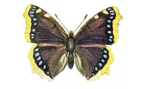 Ҡара күбәләк (Nymphalis antiopa)
