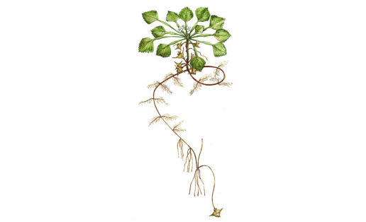 Себер һыу сәтләүеге (Trapa sibirica)