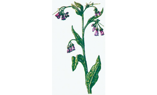 Окопник лекарственный (Symphytum officinale)