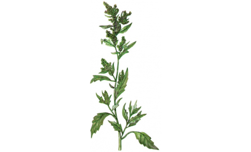 Марь белая (Chenopodium album)