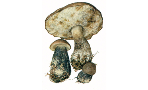 Ябай ҡайын бәшмәге (Leccinum scabrum)