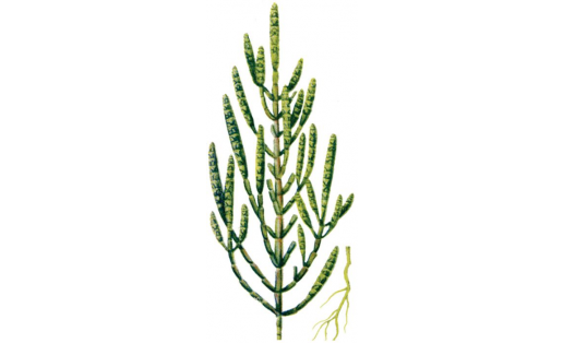 Солерос европейский (Salicornia europaea)