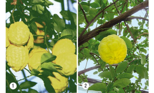 Цитрон (Citrus medica). Сорттары: 1 — Павловский; 2 — Уралтау