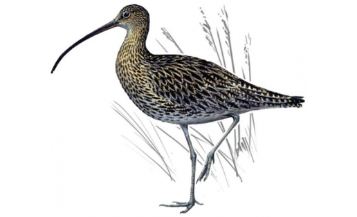 Көйөлдө (Numenius arquata)