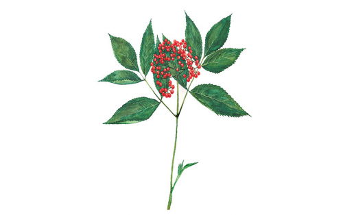 Бузина сибирская (Sambucus sibirica)