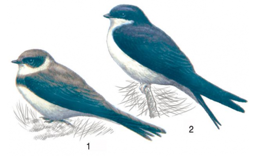 Ласточковые: 1 – ласточка береговая (Riparia riparia); 2 – ласточка городская (Delichon urbica)