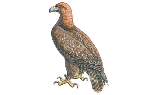 Беркут(Aquila chrysaetos)