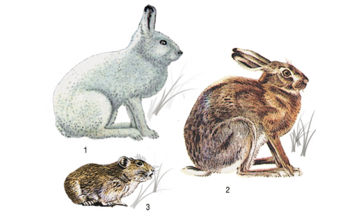 Ҡуян һымаҡтар: 1 — аҡ ҡуян (Lepus timidus); 2 — үрғуян (Lepus europaeus); 3 — бесәнсе ҡомаҡ (Ochotona pusilla)