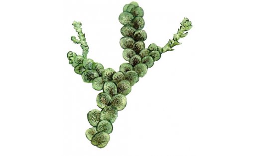 Боландер фруллянияһы (Frullania bolanderi)