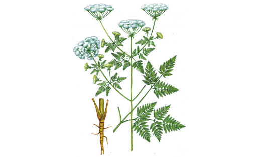 Болиголов крапчатый (Conium maculatum)