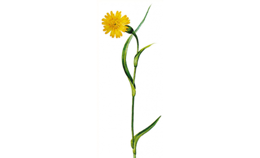 Көнсығыш көнбағыры (Tragopogon orientalis)