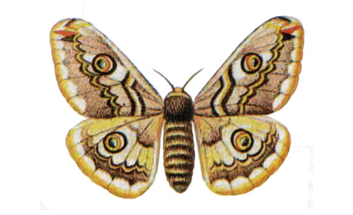 Ваҡ тауискүҙ (Eudia pavonia)