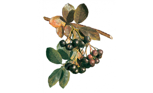 Ҡара миләш (Aronia melanocarpa)