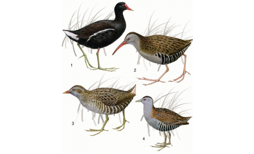 Пастушковые: 1 — камышница (Gallinula chloropus); 2 — пастушок (Rallus aquaticus); 3 — погоныш (Porzana porzana); 4 — погоныш-крошка (Porzana pusilla), самец