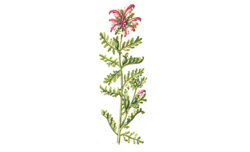 Мытник болотный (Pedicularis palustris)