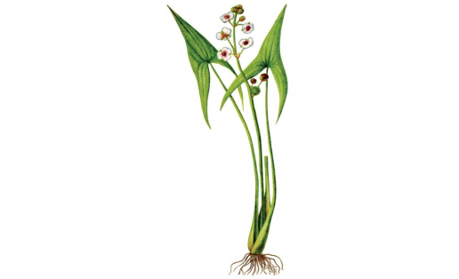 Стрелолист обыкновенный (Sagittaria sagittifolia)