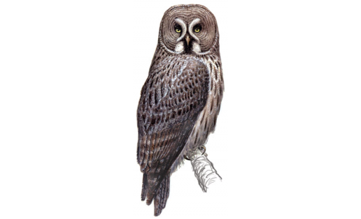 Һоро өкө (Strix nebulosa)