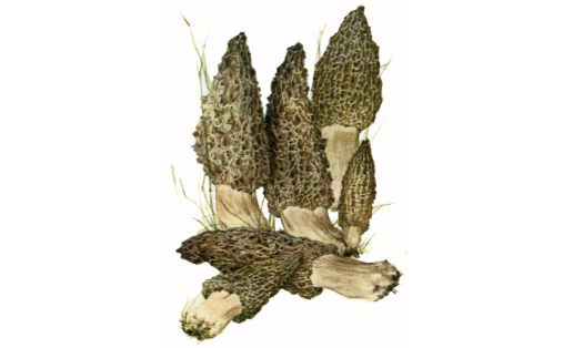 Сморчок конический (Morchella conica)