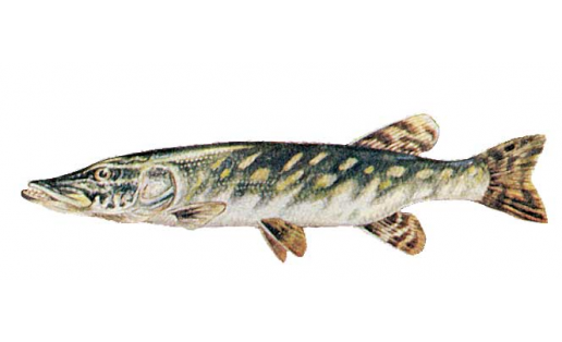 Ябай суртан (Esox lucius)
