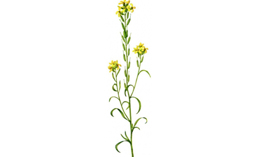 Пәрҙәле сирения (Syrenia siliculosa)