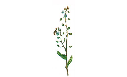 Незабудка полевая (Myosotis arvensis)