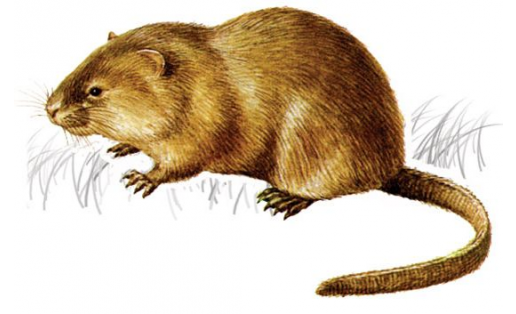Ондатра (Ondatra zibethicus)