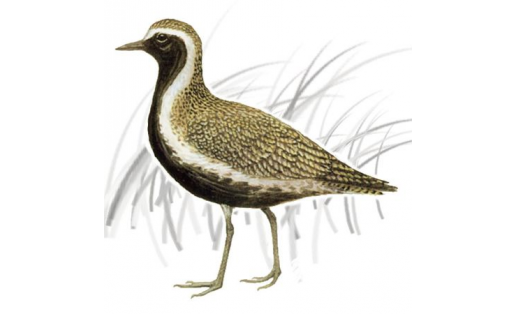 Ржанка золотистая (Pluvialis apricaria)