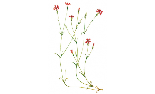 Ҡыҙыл ҡәнәфер (Dianthus deltoides)