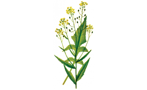 Свербига восточная (Bunias orientalis)