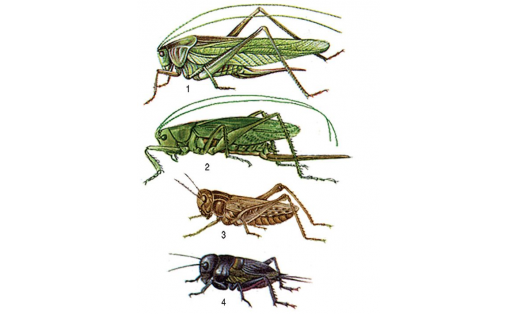 Прямокрылые: 1 — кузнечик зелёный (Tettigonia viridissima); 2 — кузнечик певчий (Tettigonia cantans); 3 — кобылка крестовая (Pararcyptera microptera); 4 — сверчок полевой (Gryllus campestris)
